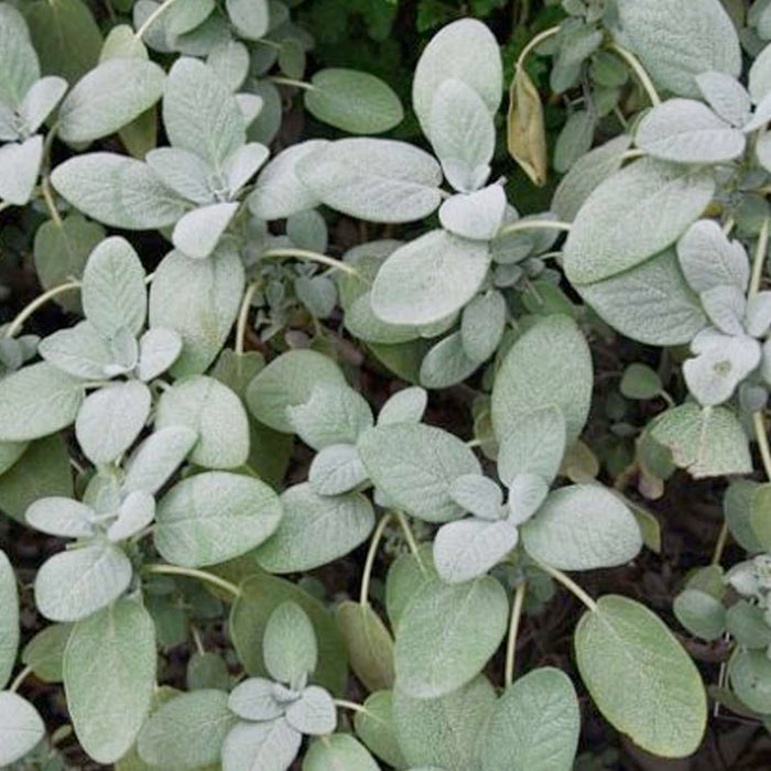 Sage 'Bergaarten Variegated' - 4" Pot