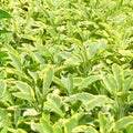 Sage 'Golden' - 4" Pot