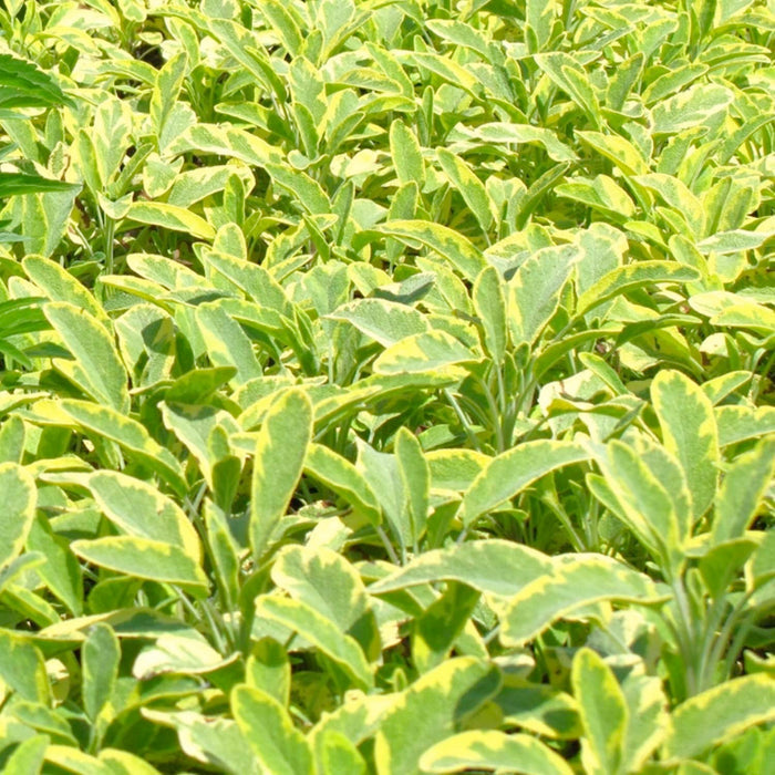 Sage 'Golden' - 4" Pot