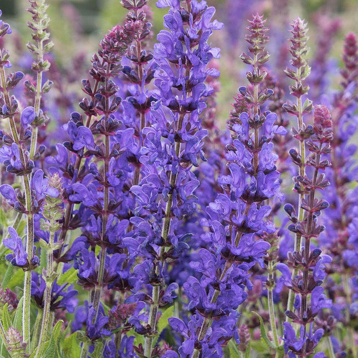 Sage 'Purple' - 4" Pot