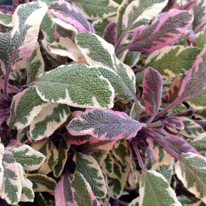 Sage 'Tri Color' - 4" Pot