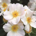 Sally Holmes - 5 Gallon - Roger's Gardens