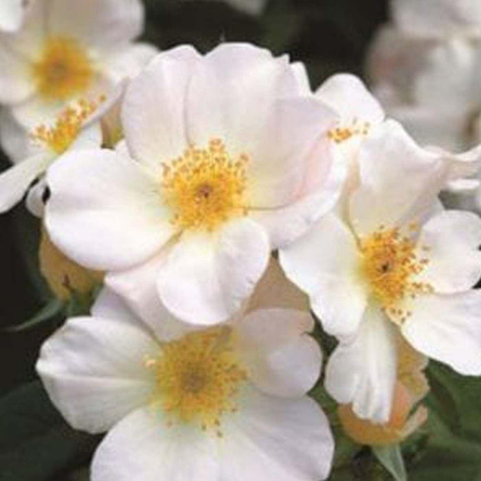 Sally Holmes - 5 Gallon - Roger's Gardens