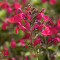 Salvia 'Heatwave Blast' PP - Heatwave Blast Salvia (Sage) - 1 Gallon - Roger's Gardens