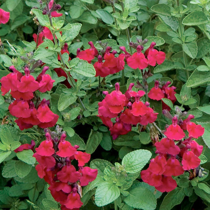 Salvia 'Heatwave Blaze' PP - Autumn Sage - 1 Gallon - Roger's Gardens