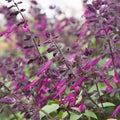 Salvia 'Love and Wishes' - Roger's Gardens
