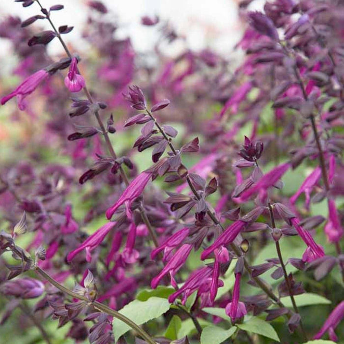 Salvia 'Love and Wishes' - Roger's Gardens