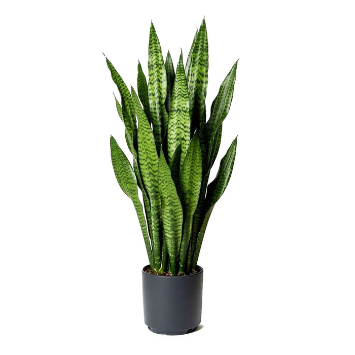 Sansevieria 'Fernwood' - Snake Plant - 10" POT