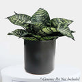 Sansevieria hahnii 'Forest Star' - Snake Plant - 6" POT - Roger's Gardens