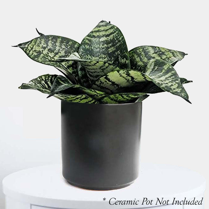 Sansevieria hahnii 'Forest Star' - Snake Plant - 6" POT - Roger's Gardens