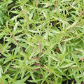 Savory 'Summer' - 4" Pot