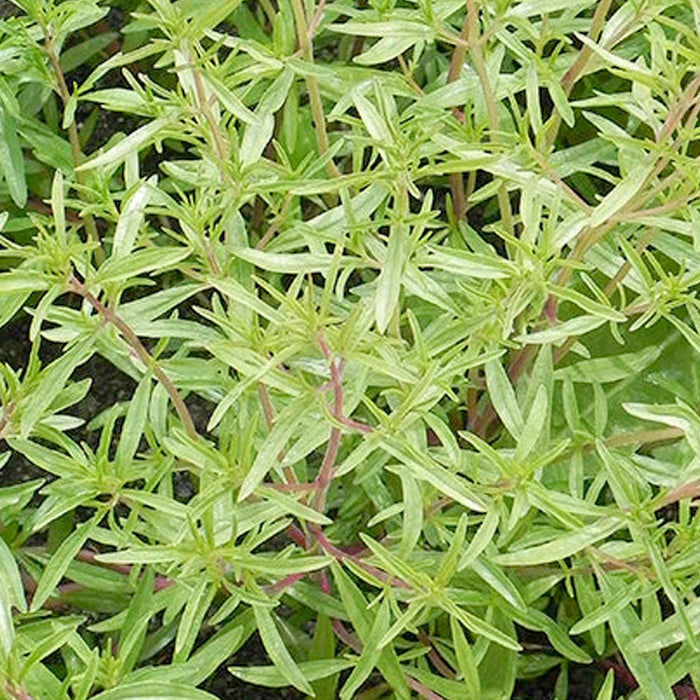 Savory 'Summer' - 4" Pot