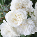 Sea Foam - 5 Gallon - Roger's Gardens