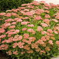 Sedum 'Autumn Charm' - Autumn Joy Sedum - 1 Gallon - Roger's Gardens
