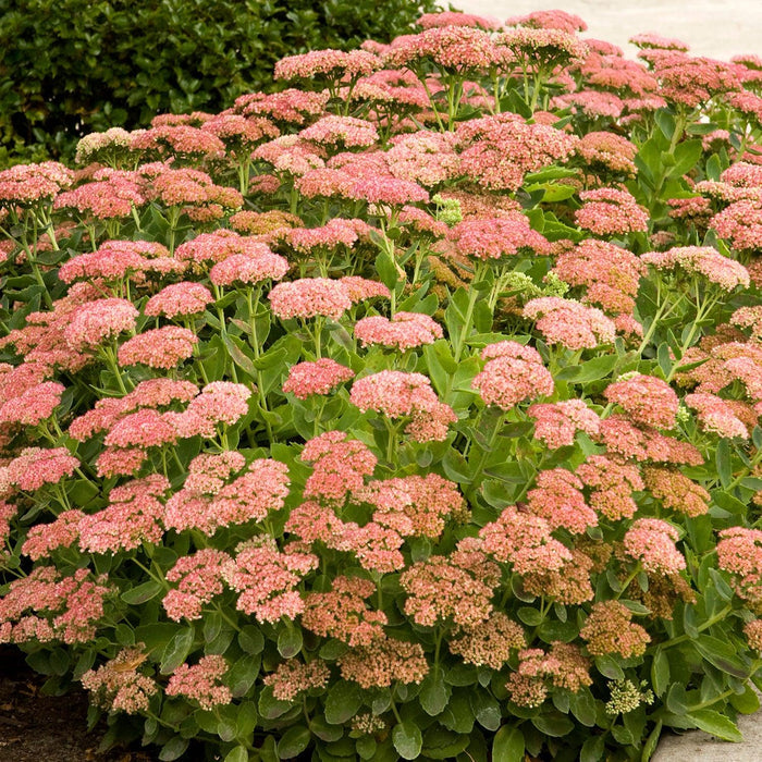 Sedum 'Autumn Charm' - Autumn Joy Sedum - 1 Gallon - Roger's Gardens
