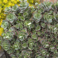 Sedum 'Sparkler Lime Zinger'® PP - Lime Zinger Stonecrop - 1 Gallon - Roger's Gardens
