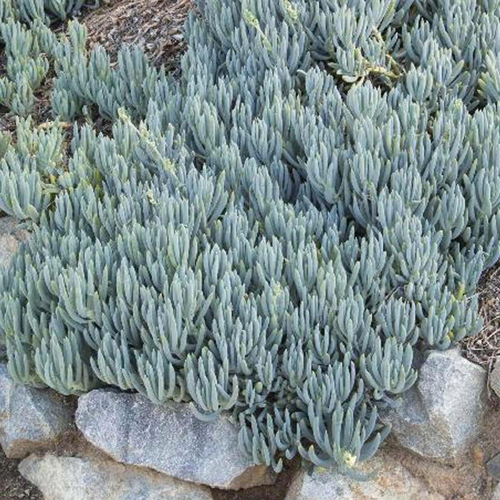 Senecio mandraliscae - Blue Chalk Sticks - 1 Gallon - Roger's Gardens