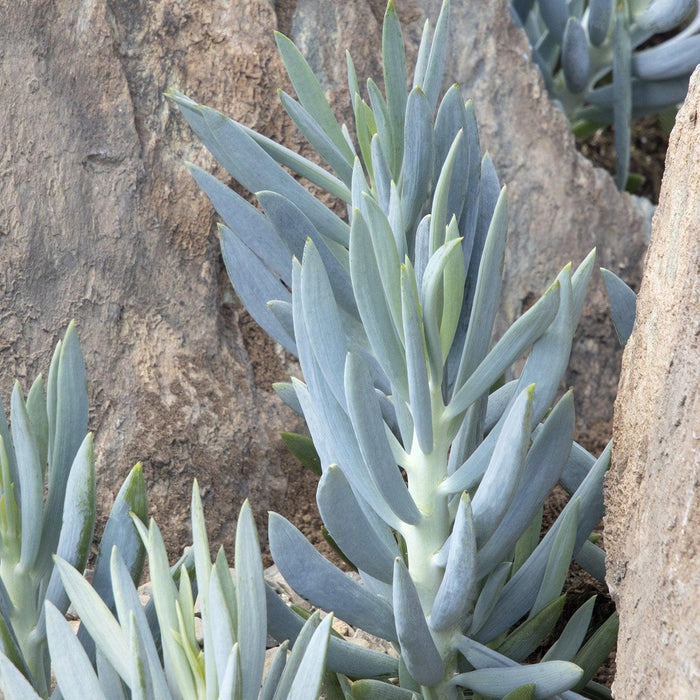 Senecio 'Mt Everest' PP - Mount Everest Big Blue Chalksticks - 2 Gallon - Roger's Gardens
