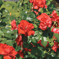 Sevillana - 5 Gallon - Roger's Gardens