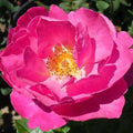 Shining Moment - 5 Gallon - Roger's Gardens
