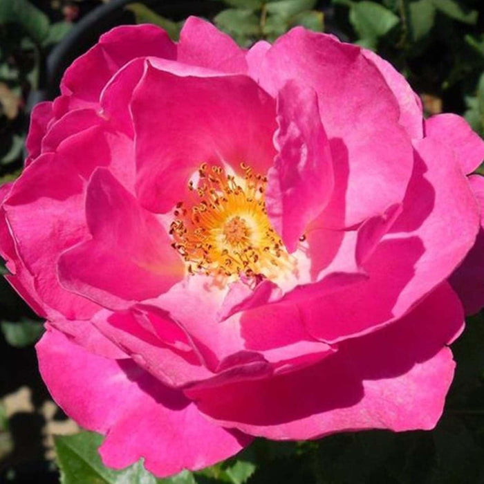 Shining Moment - 5 Gallon - Roger's Gardens