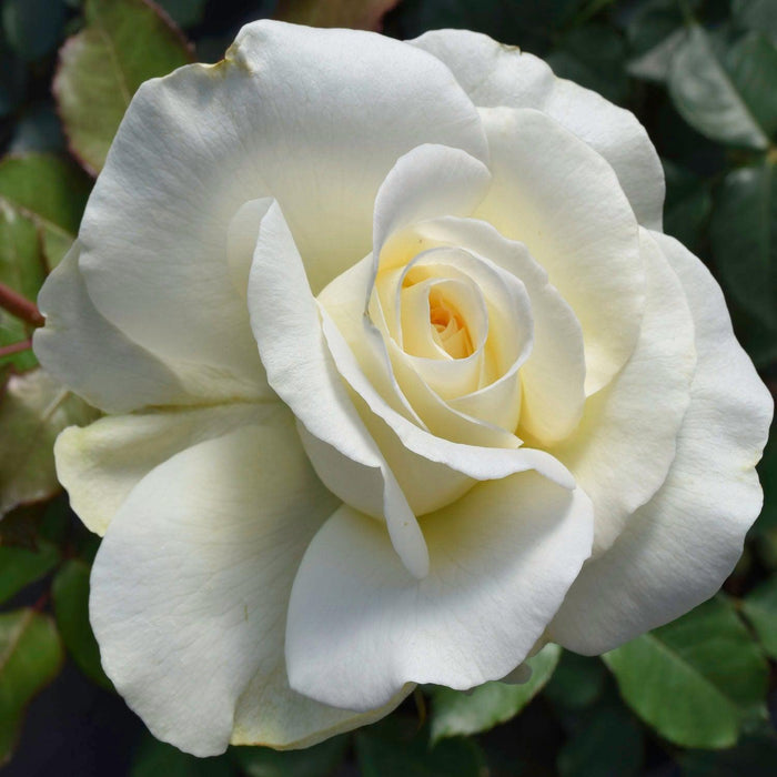 Shirley's Bouquet - 5 Gallon - Roger's Gardens