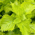 Shiso 'Green' - 4" Pot