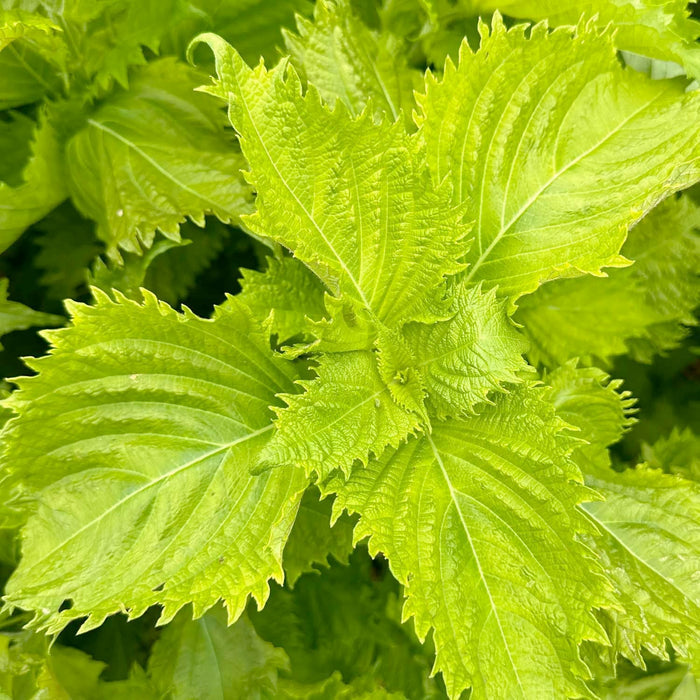 Shiso 'Green' - 4" Pot