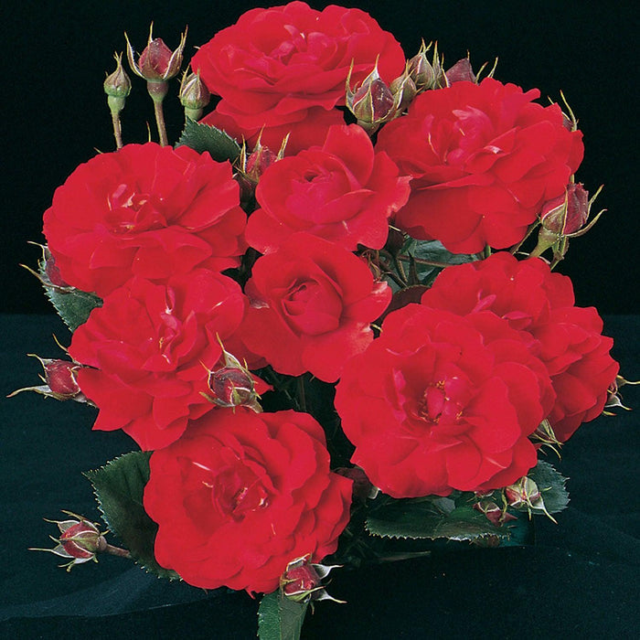 Showbiz - 5 Gallon - Roger's Gardens