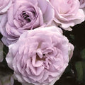 Silver Lining - 5 Gallon - Roger's Gardens