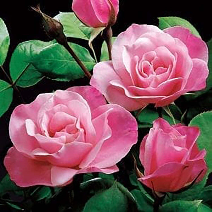 Simplicity Pink - 5 Gallon - Roger's Gardens