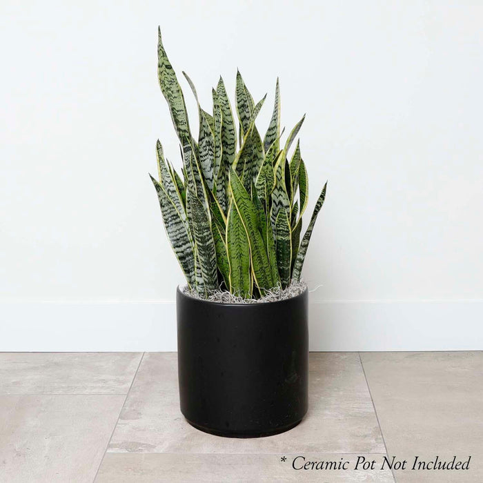 Snake Plant - Sansevieria laurentii - 10in - Roger's Gardens