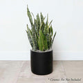 Snake Plant - Sansevieria laurentii - 10in - Roger's Gardens