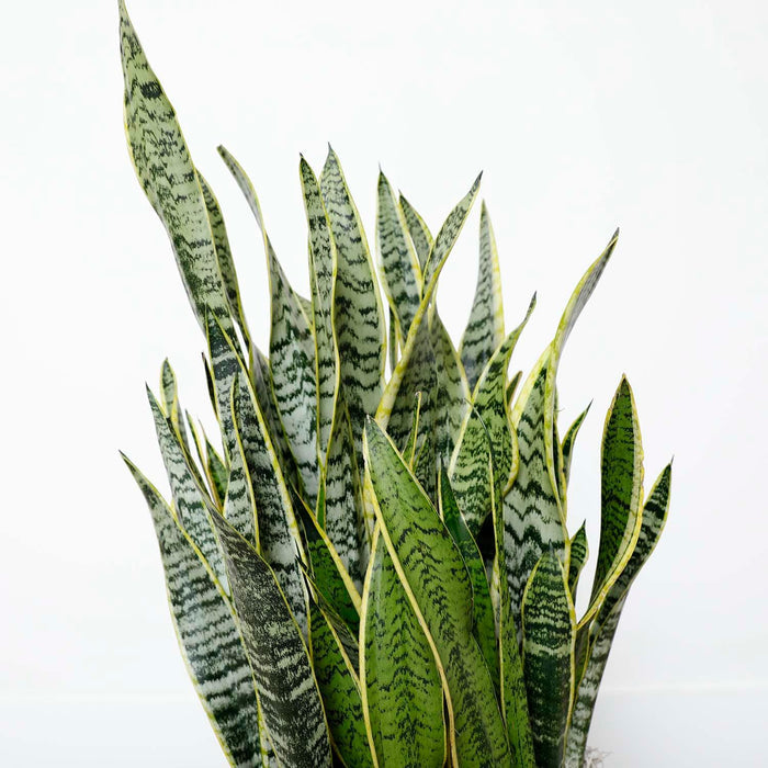 Snake Plant - Sansevieria laurentii - 10in - Roger's Gardens