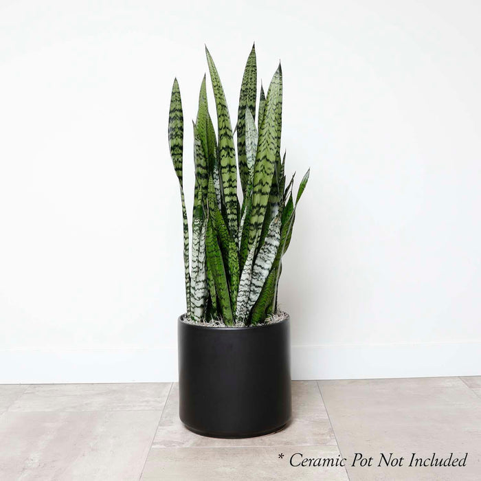 Snake Plant -Sansevieria zeylanica - 10in - Roger's Gardens