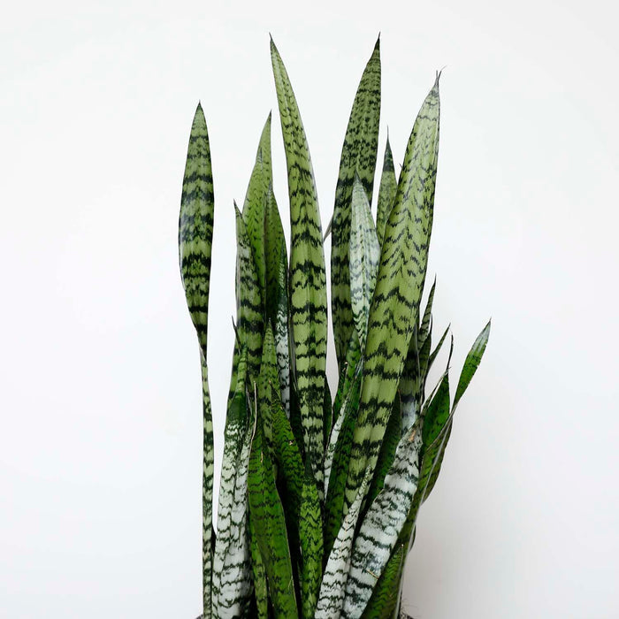 Snake Plant -Sansevieria zeylanica - 10in - Roger's Gardens