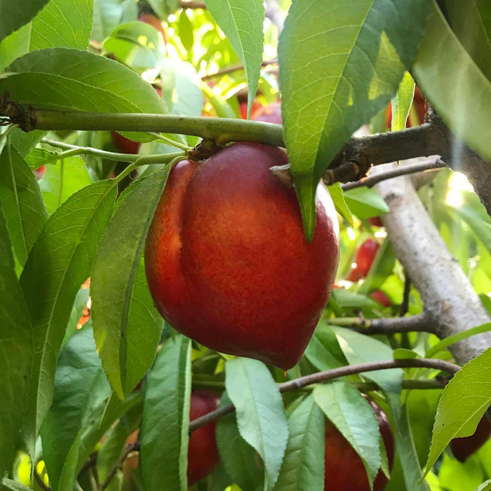 Snow Queen Nectarine- 10 Gallon - Roger's Gardens