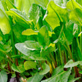 Sorrel 'French' - 4" Pot