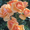South Africa Sunbelt - 5 Gallon - Roger's Gardens