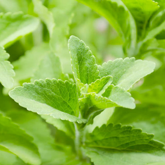Stevia - 4" Pot