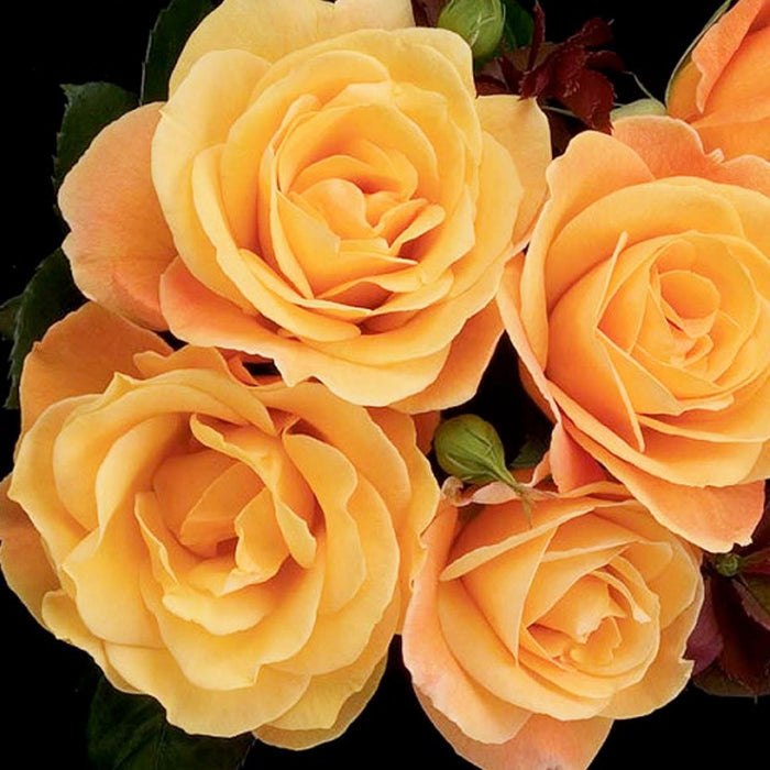 Strike It Rich - 5 Gallon - Roger's Gardens