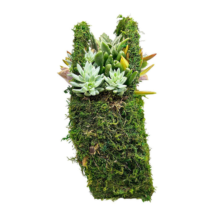 Succulents in Large Moss Purse Arrangement