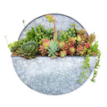 Succulents in Large Round Metal Wall Planter - 16"dia - Roger's Gardens