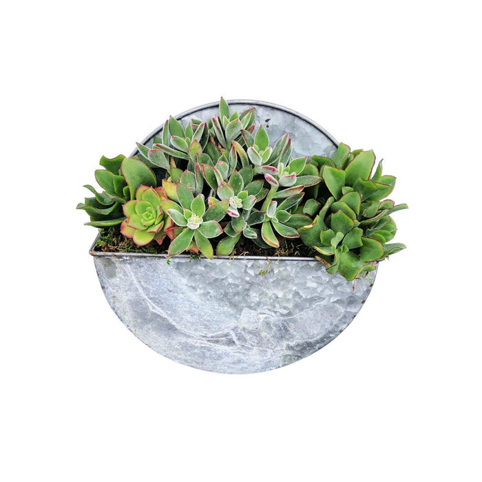 Succulents in Small Round Metal Wall Planter - 10"dia - Roger's Gardens