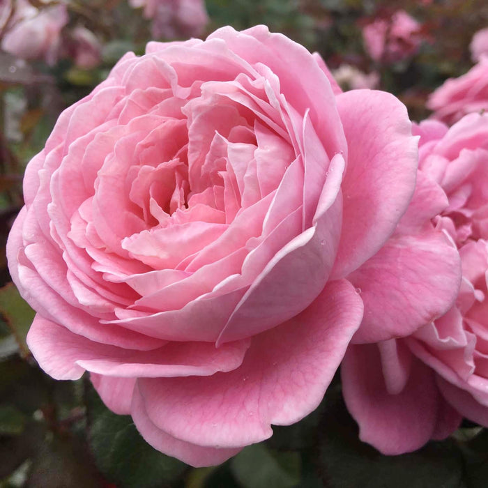 Summer Romance - 5 Gallon - Roger's Gardens