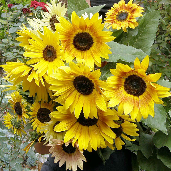 Summer Sunflower Seed Mix