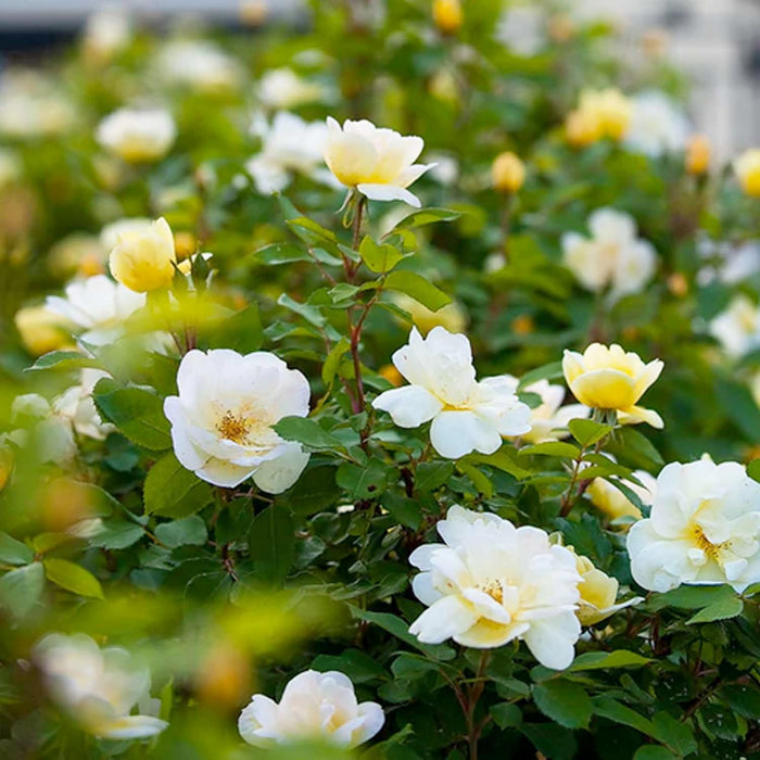Sunny Knock Out - 2 Gallon - Roger's Gardens