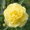 Sunsprite - 36" Tree - 5 Gallon - Roger's Gardens