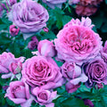 Sweet Madam Blue - 36" Tree - 5 Gallon - Roger's Gardens