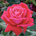 Sweet Spirit - 5 Gallon - Roger's Gardens